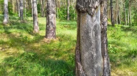 Tajemnicze ślady na sosnach. Nadleśnictwo wyjaśnia