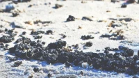 Czarna substancja pojawiła się na plaży w Ustce | ZDJĘCIA