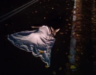 Sarna wbiegła pod samochód. Straż Miejska przypomina, co musi zrobić kierowca