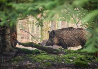 Gdynia podpowiada Polsce, jak radzić sobie z dzikami. Powstaną ogólnopolskie wytyczne