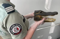 Aligator, kusza i alkohol w kontenerze z USA. Nietypowe odkrycie w gdyńskim porcie
