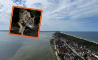 „Teraz wzięły się za łosia”. Mieszkaniec alarmuje w sprawie wilków na Helu
