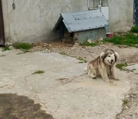Znęcał się nad psem. "Jego pysk był zdeformowany przez rozległą opuchliznę"