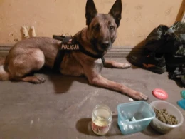 Trzymał narkotyki w kuchni. Był zaskoczony, gdy wkroczyła policja