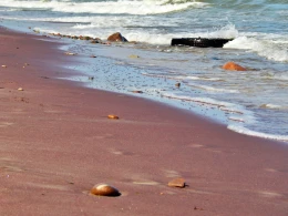 Zaskakujący widok! Fioletowa plaża nad Bałtykiem