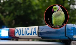 "Krzyczał, że ma dość ich ptaka". Sąsiedzi pobili się przez ... papugę 