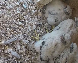 Głosowanie zakończone! Te imiona wybraliście dla redzkich sokołów 