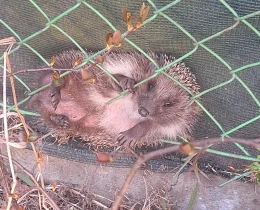 Jeż uwięziony za kratami. Pomogli strażnicy