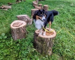 Dali drzewom drugie życie! Park Miejski z naturalną strefę rekreacji