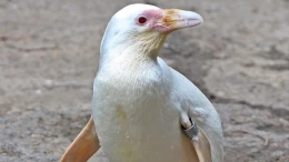 Kokosanka z gdańskiego ZOO pingwinem roku!