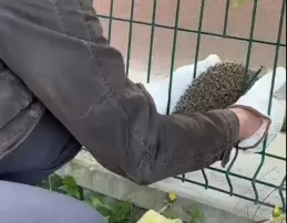 Ratowali jeża na oczach dzieci
