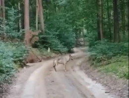 Niebezpieczne spotkanie w lesie. Wilk nagrany z odległości kilku kroków