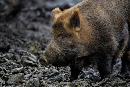 Część Nordy w strefie objętej zakażaniem afrykańskim pomorem świń! Sprawdźcie, które gminy