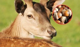 Nie bądź taki, nakarm zwierzaki! Orzechy i żołędzie na wagę złota w gdańskim zoo