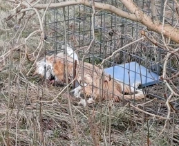‘Wyrażamy współczucie i żal’. Jest oświadczenie w sprawie tragicznej śmierci kota!