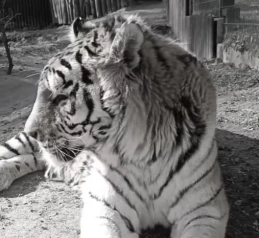 Pożegnali legendę Gdańskiego Ogrodu Zoologicznego. Zmarł tygrys Dominik 