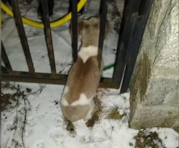 Uciekł z domu i zaklinował się w furtce. Nie oddali psa pijanym właścicielom 
