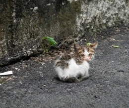 TOZ apeluje do mieszkańców Pelplina. Chodzi o wolno bytujące koty