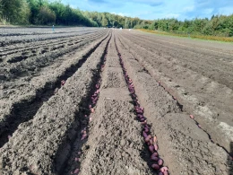 Z tych plonów powstanie 400 tysięcy sadzonek! Obfita zbiórka żołędzi w lasach Nadleśnictwa Choczewo 