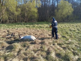 Pułapka na dzikie zwierzęta? Daniele walczyły o życie w siatce