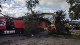 Silny wiatr na Pomorzu. Kilkadziesiąt interwencji strażaków