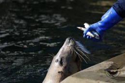 Hej, foki cię potrzebują! Zostań wolontariuszem 