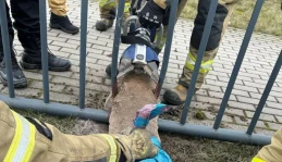 Utknęła i ani drgnęła! Sarna zaklinowała się w metalowym ogrodzeniu 