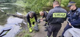 Ptak zaplątał się w żyłkę wędkarską. Pomogli strażacy