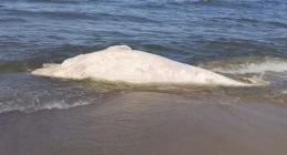 Martwy waleń odnaleziony na plaży w Mikoszewie. Zwierzę było w stanie zaawansowanego rozkładu