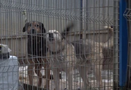 ‘Na zawsze w naszych sercach’ Schronisko wspomina i apeluje o adopcje