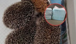Jeże też chcą mieć czysto! Szare gazety i papier na wagę złota 