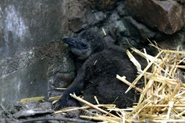 Kilkanaście pingwinów przyszło na świat w zoo w Gdańsku. 'Nie lubią zimy. W naturze zamieszkują południowe wybrzeże Afryki'