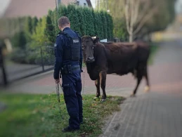 Niecodzienne spotkanie na drodze. Krowa z Sychowa zatrzymana!
