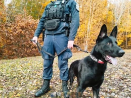 Bohaterski pies w akcji. Ugo znajduje zaginionego mieszkańca powiatu starogardzkiego