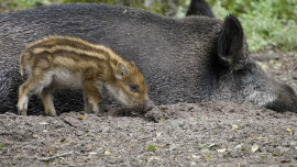 Czerwona strefa ASF w powiecie. Są nowe ograniczenia