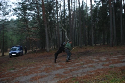 Czworonogi przeszły szkolenie