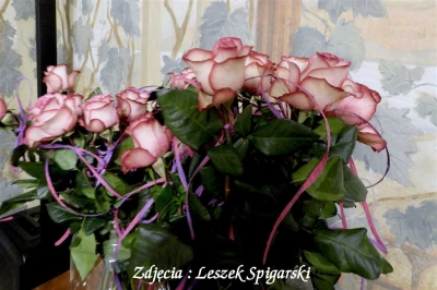 fot. Leszek Spigarski