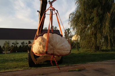 Ma prawie pół tony! Rekordowo duża dynia w Łebczu (fot. 24kaszuby)