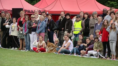 XVII Krajowa Wystawa Psów Rasowych w Kolibkach