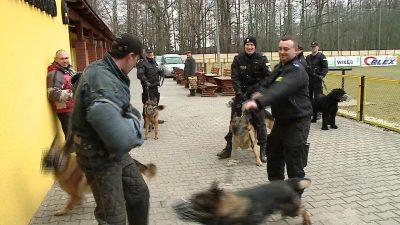 Ćwiczenia policji na stadionie Gryfa Orlex