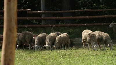 Bitwa pod Świecinem 2012