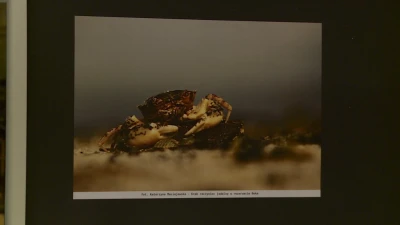 Fotografia Przyrodnicza - wernisaż