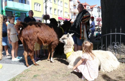 Alpaki i lama umilały czytanie