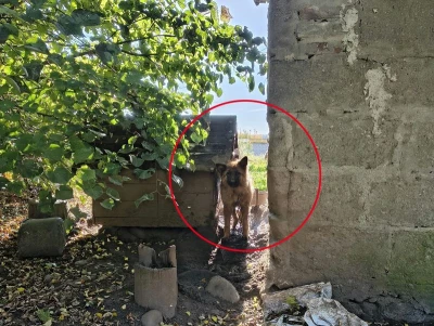 Policja: "Zwierzęta były utrzymywane w skrajnie nieodpowiednich warunkach". 49-latek usłyszy zarzuty? | WIDEO, ZDJĘCIA