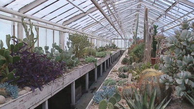Rumia: Wystawa kaktusów i nie tylko w kaktusiarni