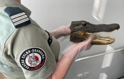 Aligator, kusza i alkohol w kontenerze z USA. Nietypowe odkrycie w gdyńskim porcie