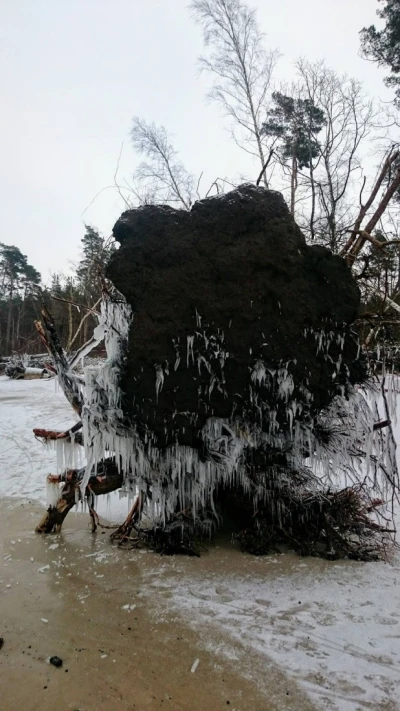 Dębki - fot. Ewelina Efkau
