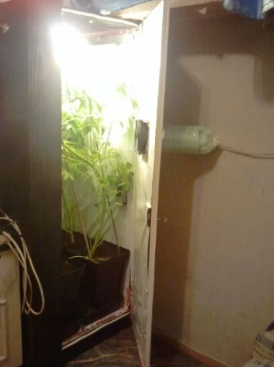 Przy telewizorze hodowała marihuanę
