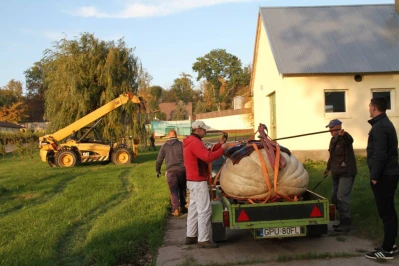 Ma prawie pół tony! Rekordowo duża dynia w Łebczu (fot. 24kaszuby)