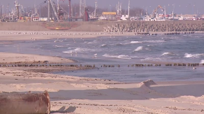 Półwysep Helski: Zniszczone po sztormach plaże - 2.02.2017 fot. TTM